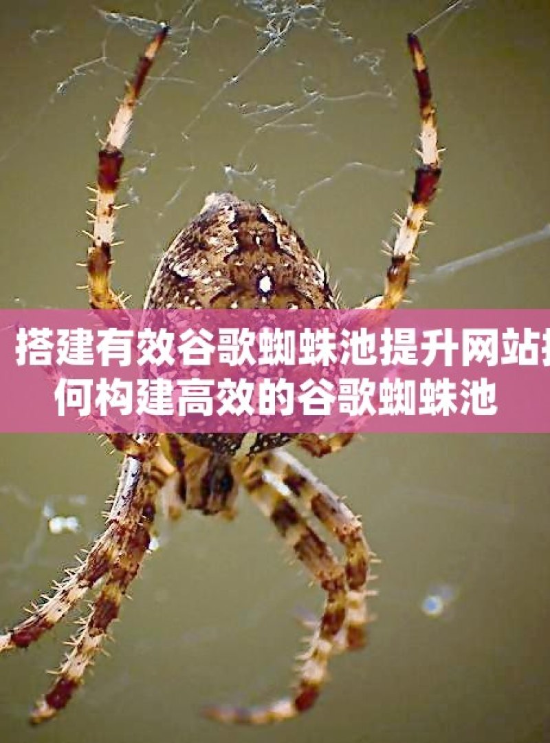 掌握这些技巧，搭建有效谷歌蜘蛛池提升网站排名的秘诀，如何构建高效的谷歌蜘蛛池